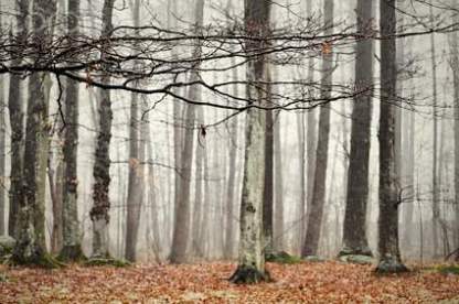 Birch trees in foggy atmosphere